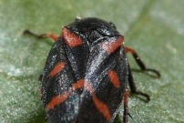 Le Cercope intermdiaire (Homoptre - Cercopidae - Cercopis intermedia)